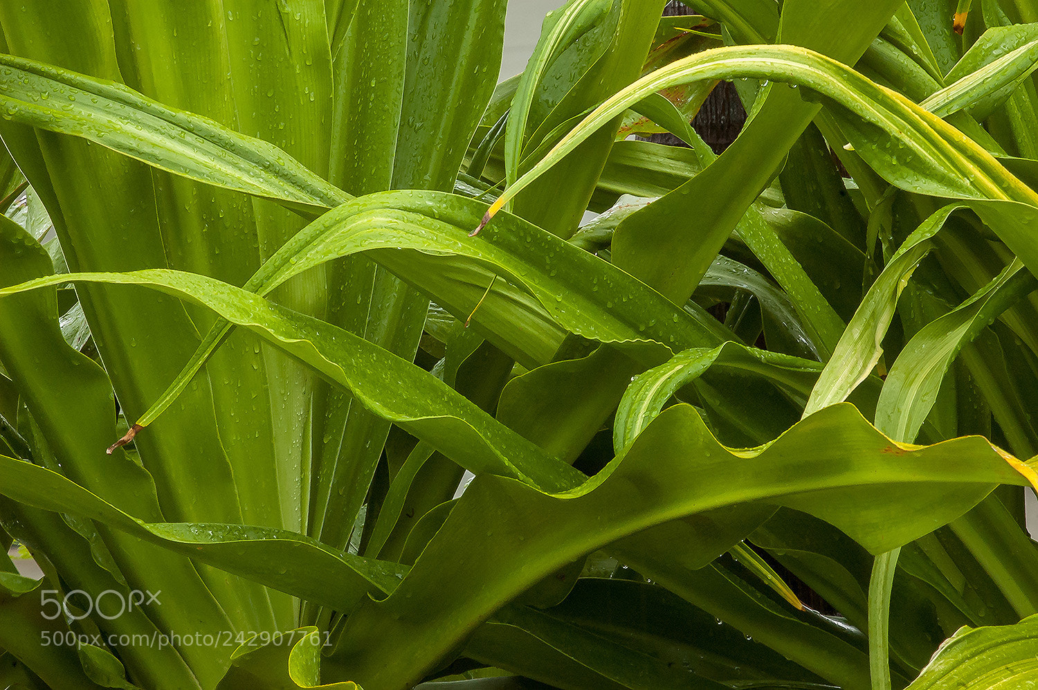 Nikon D70 sample photo. Wet greens photography