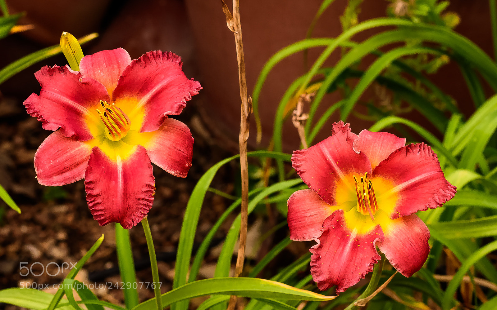 Nikon D810 sample photo. Lilies photography