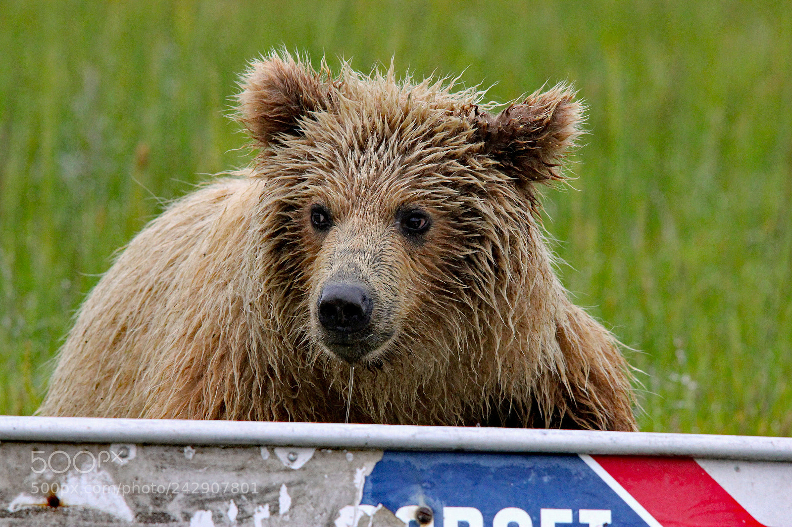 Canon EOS 550D (EOS Rebel T2i / EOS Kiss X4) sample photo. Cub in a boat! photography