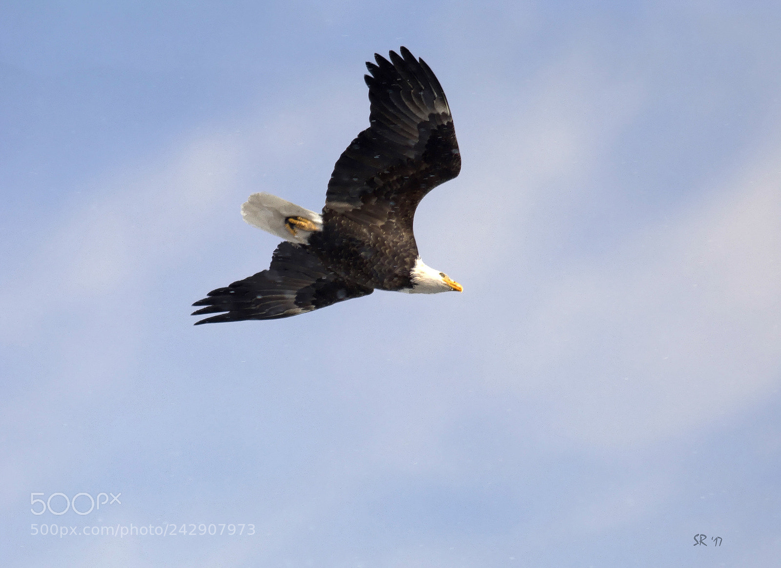 Nikon D7100 sample photo. Bald headed eagle photography