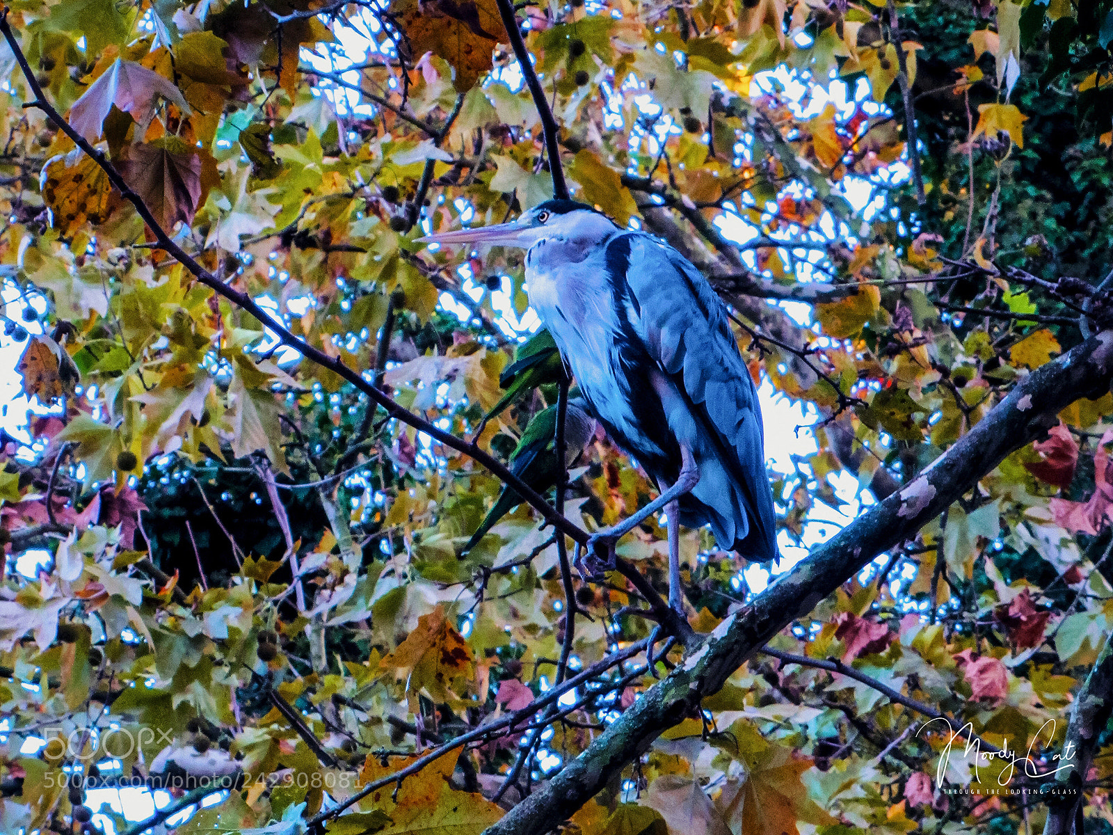 Canon PowerShot SX20 IS sample photo. Grey heron photography