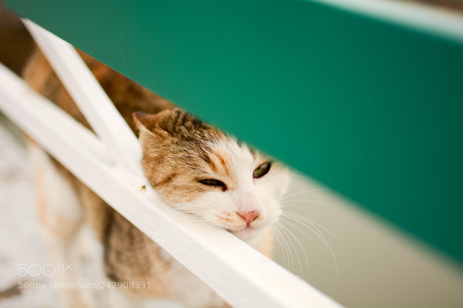 Nikon D7100 sample photo. 悠闲的猫 photography