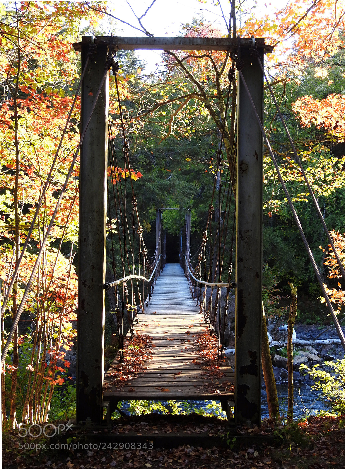 Nikon Coolpix P900 sample photo. Nature trail to hanging photography