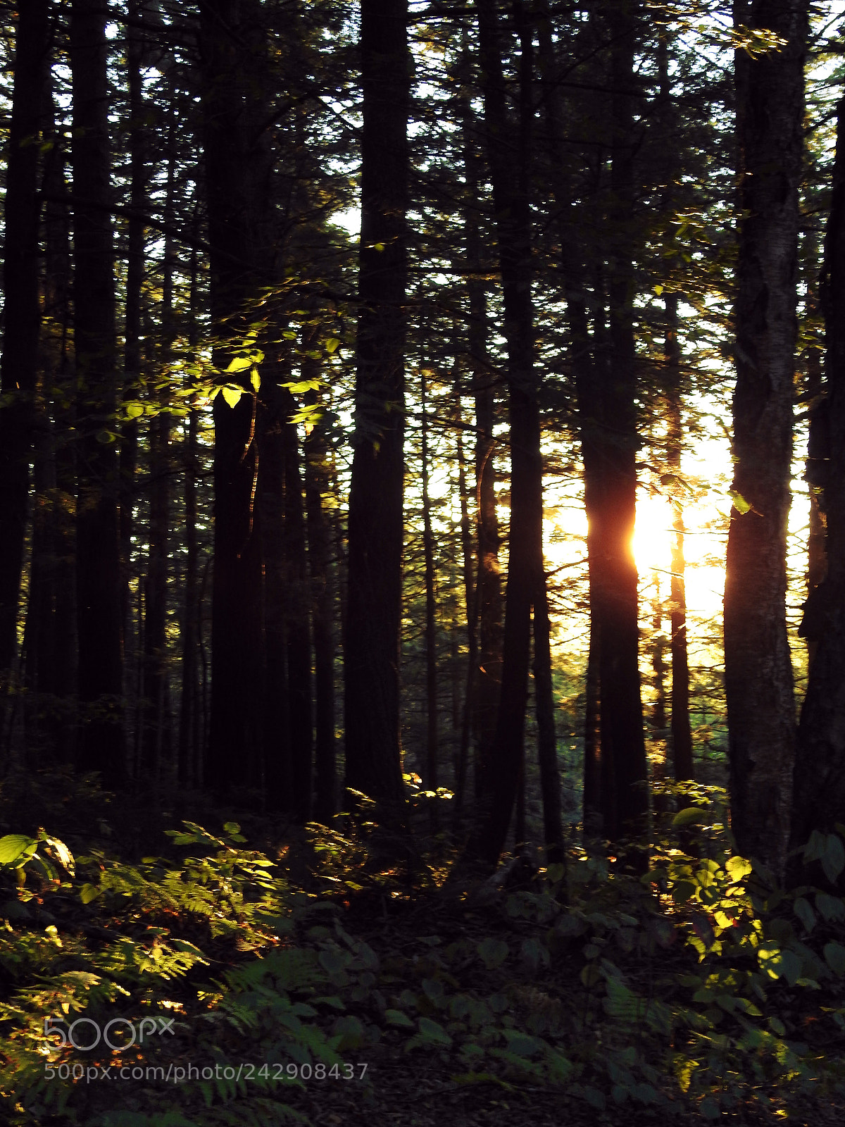 Nikon Coolpix P900 sample photo. Sun peeks around trees photography