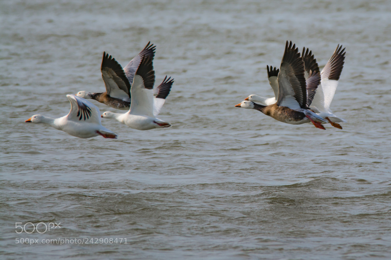 Nikon D7100 sample photo. Snow geese photography