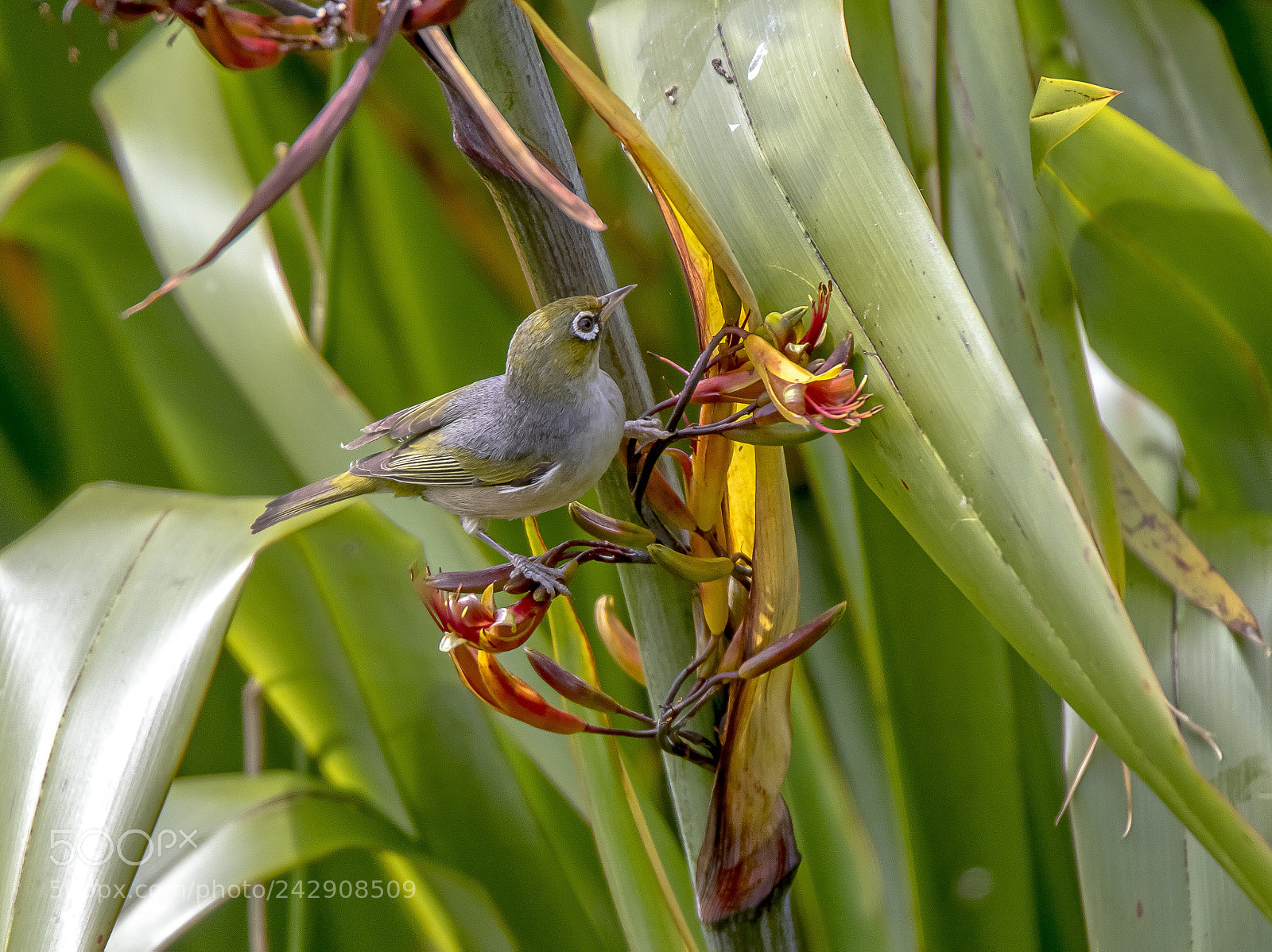 Canon EOS 7D Mark II sample photo. Silvereye photography