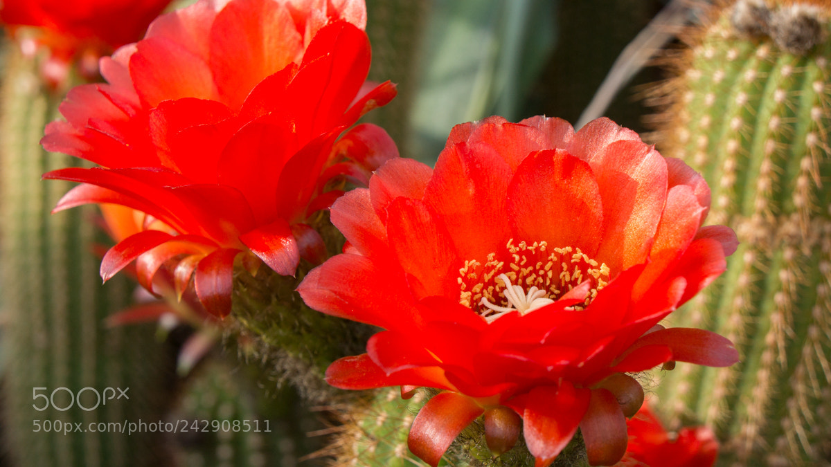 Sony Alpha NEX-7 sample photo. Untitled photography