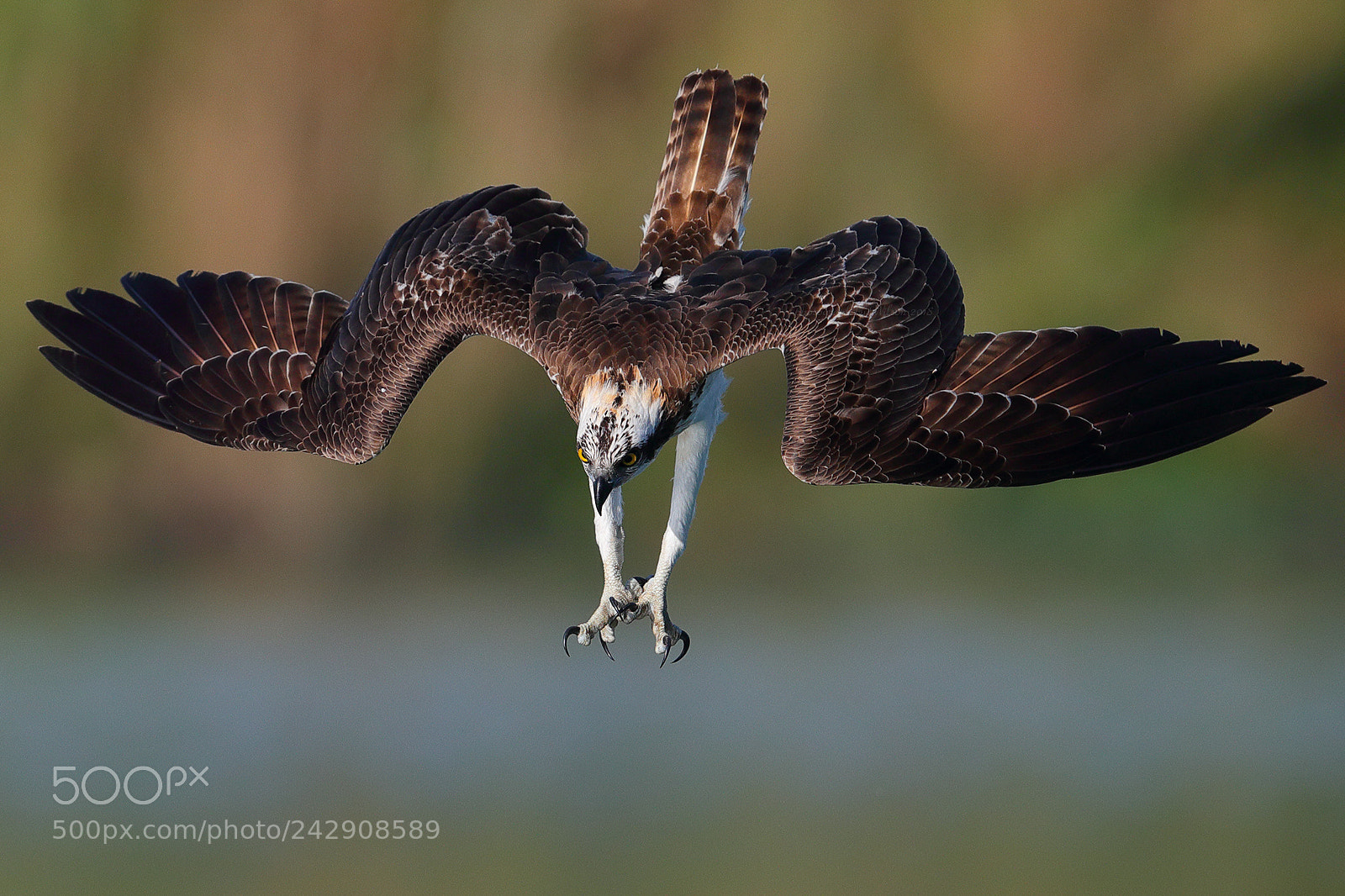 Canon EOS-1D X Mark II sample photo. Osprey photography