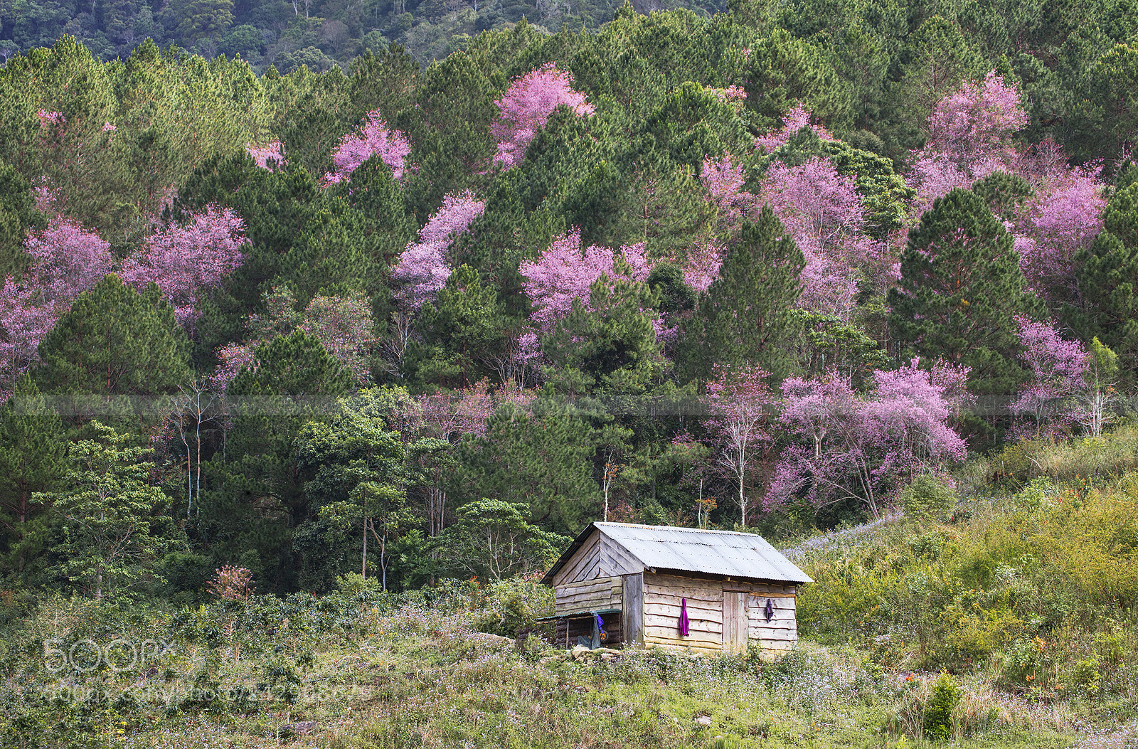 Canon EOS 5DS R sample photo. The spring house photography