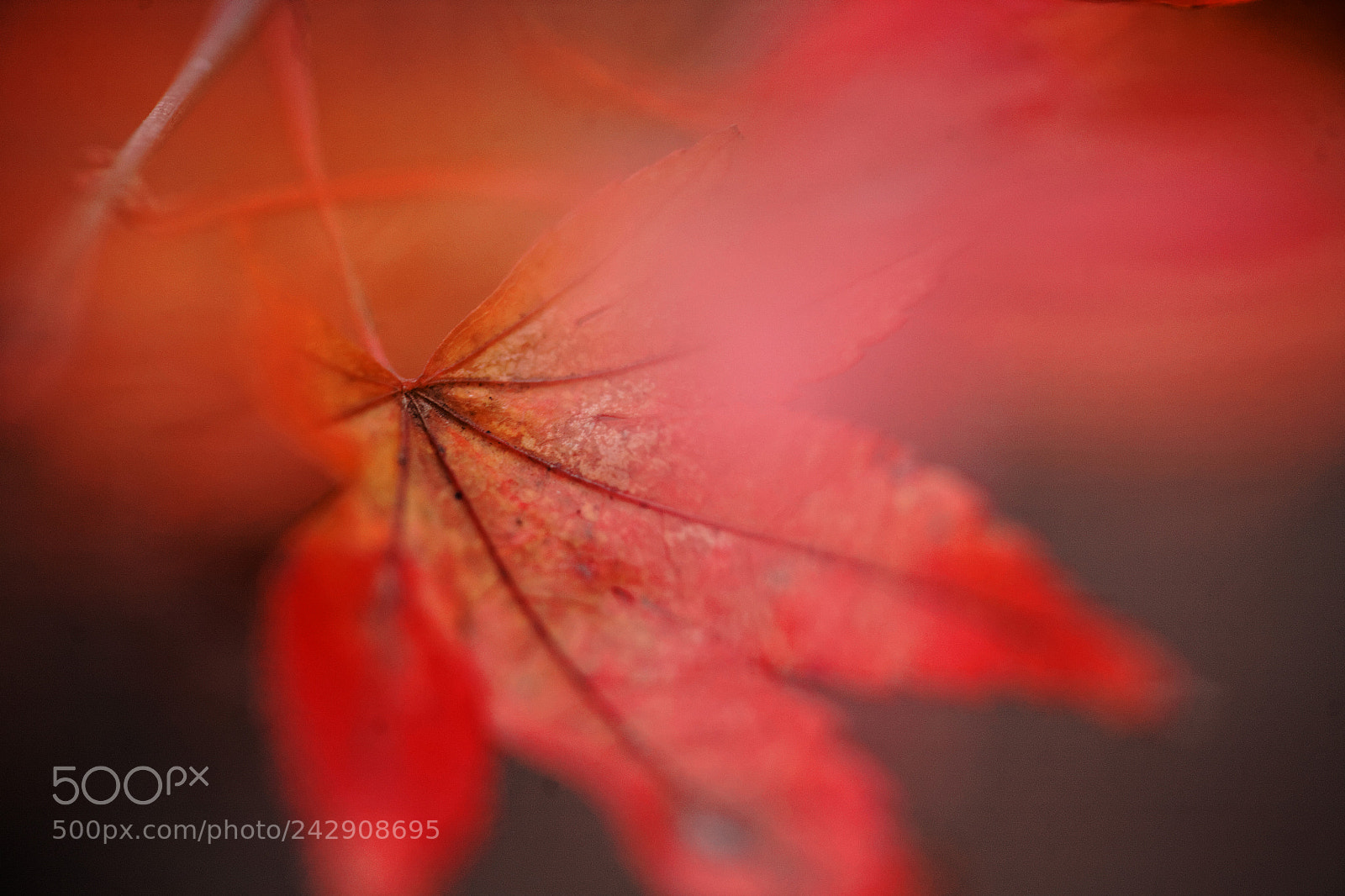 Canon EOS 5D sample photo. Deep red photography