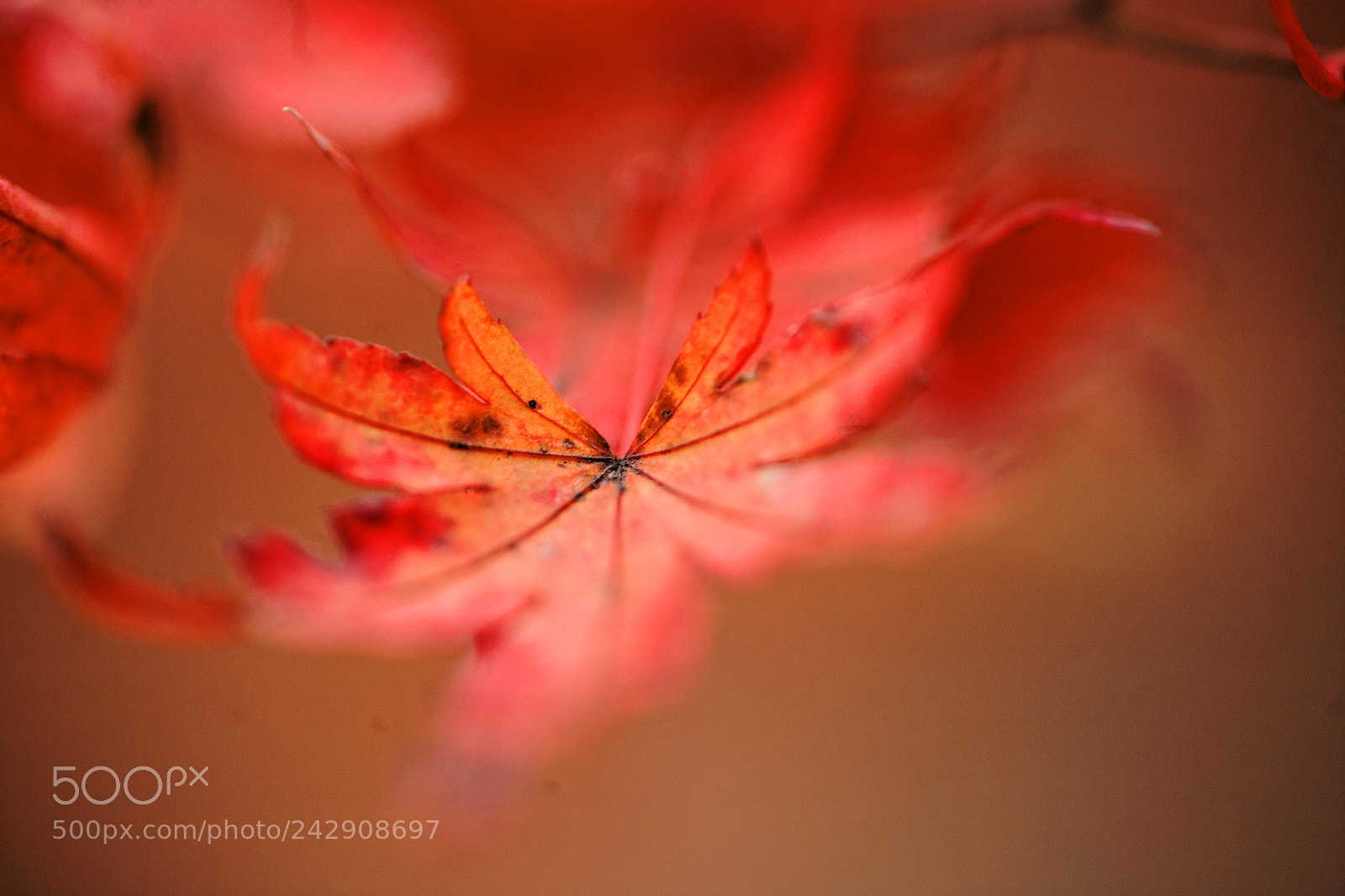 Canon EOS 5D sample photo. Rosu vertical photography