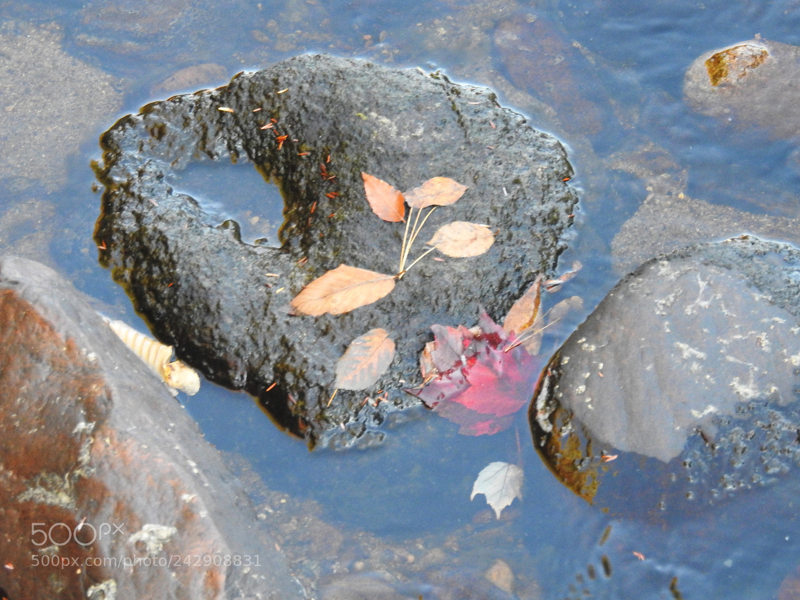 Nikon Coolpix P900 sample photo. Autumn leaves on river photography