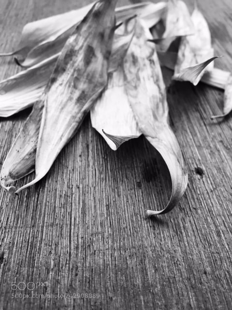 Apple iPhone 6s sample photo. Dried leaves photography