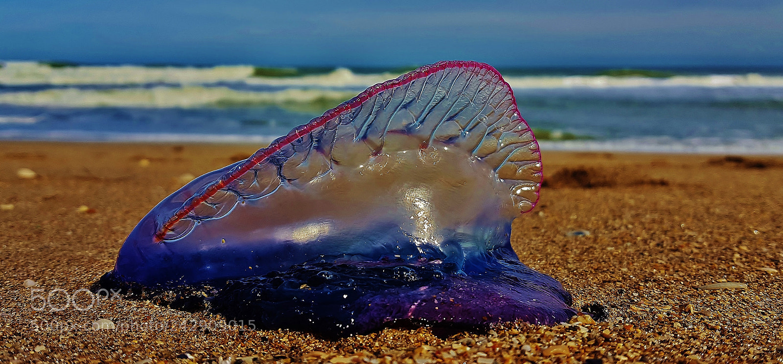 Samsung Galaxy S6 sample photo. Portuguese man o' war 2018 photography
