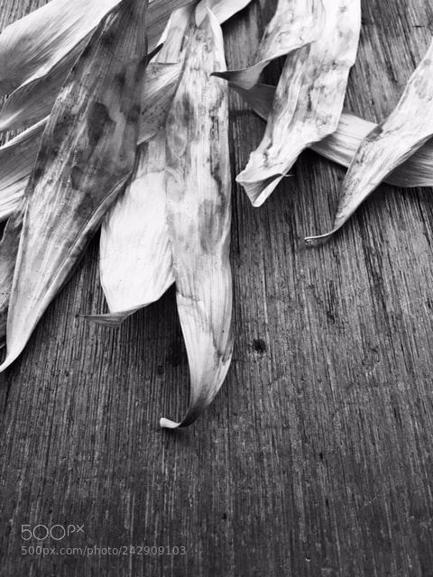 Apple iPhone 6s sample photo. Leaves photography