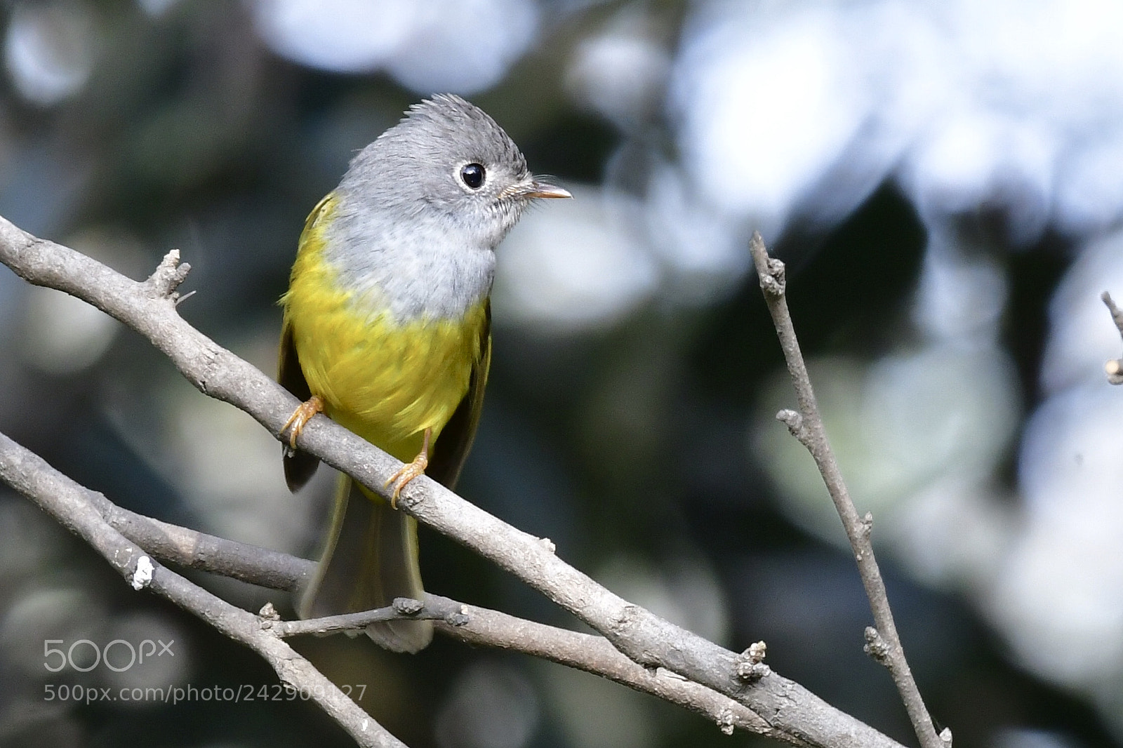 Nikon D500 sample photo. Flycatcher photography