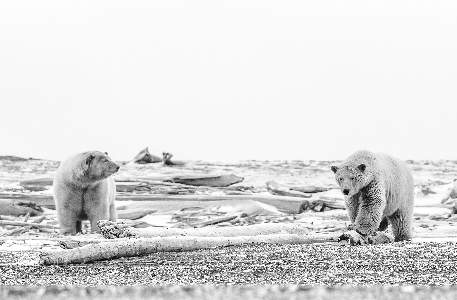 Canon EOS-1D X Mark II sample photo. Polar bears waiting for photography