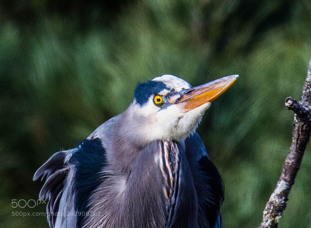 Nikon D7200 sample photo. Blue heron photography