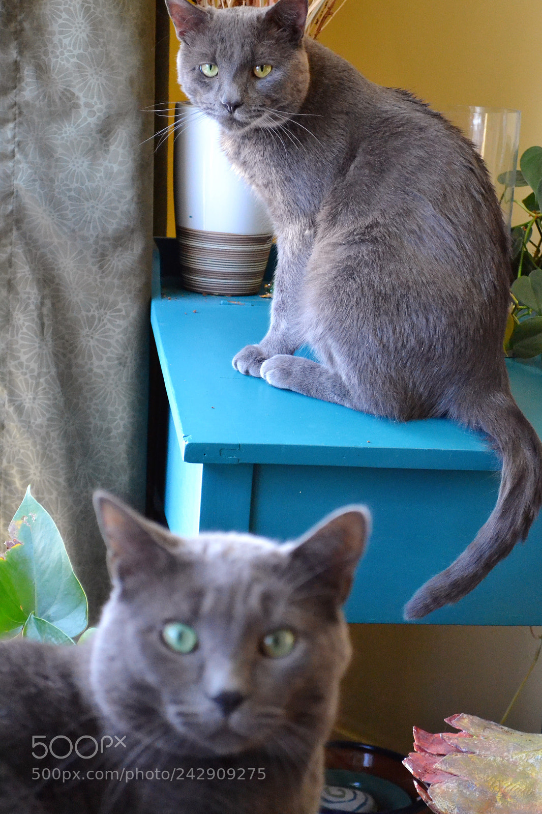 Nikon D3100 sample photo. Bookends photography