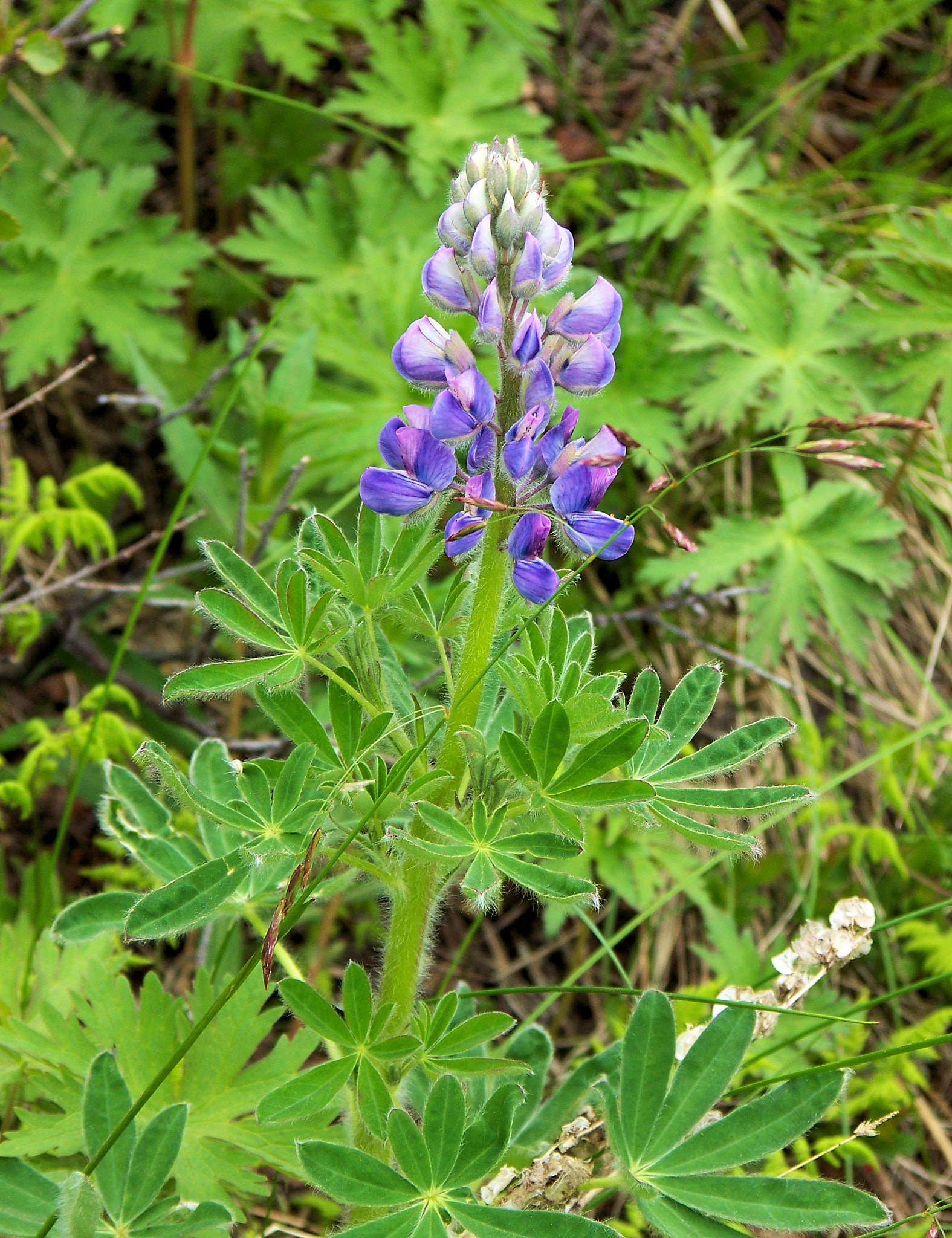 Kodak Z712 IS ZOOM DIGITAL CAMERA sample photo. Alaska lupine (lupinus nootkatensis) photography