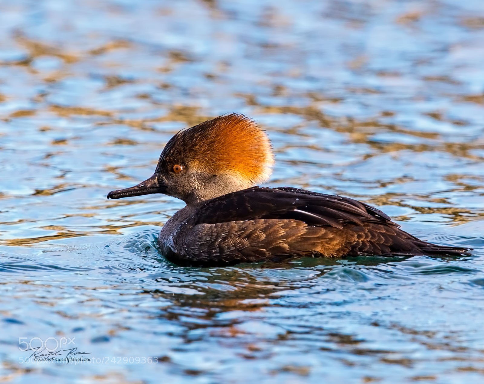 Canon EOS-1D X Mark II sample photo. Hooded merganser female photography