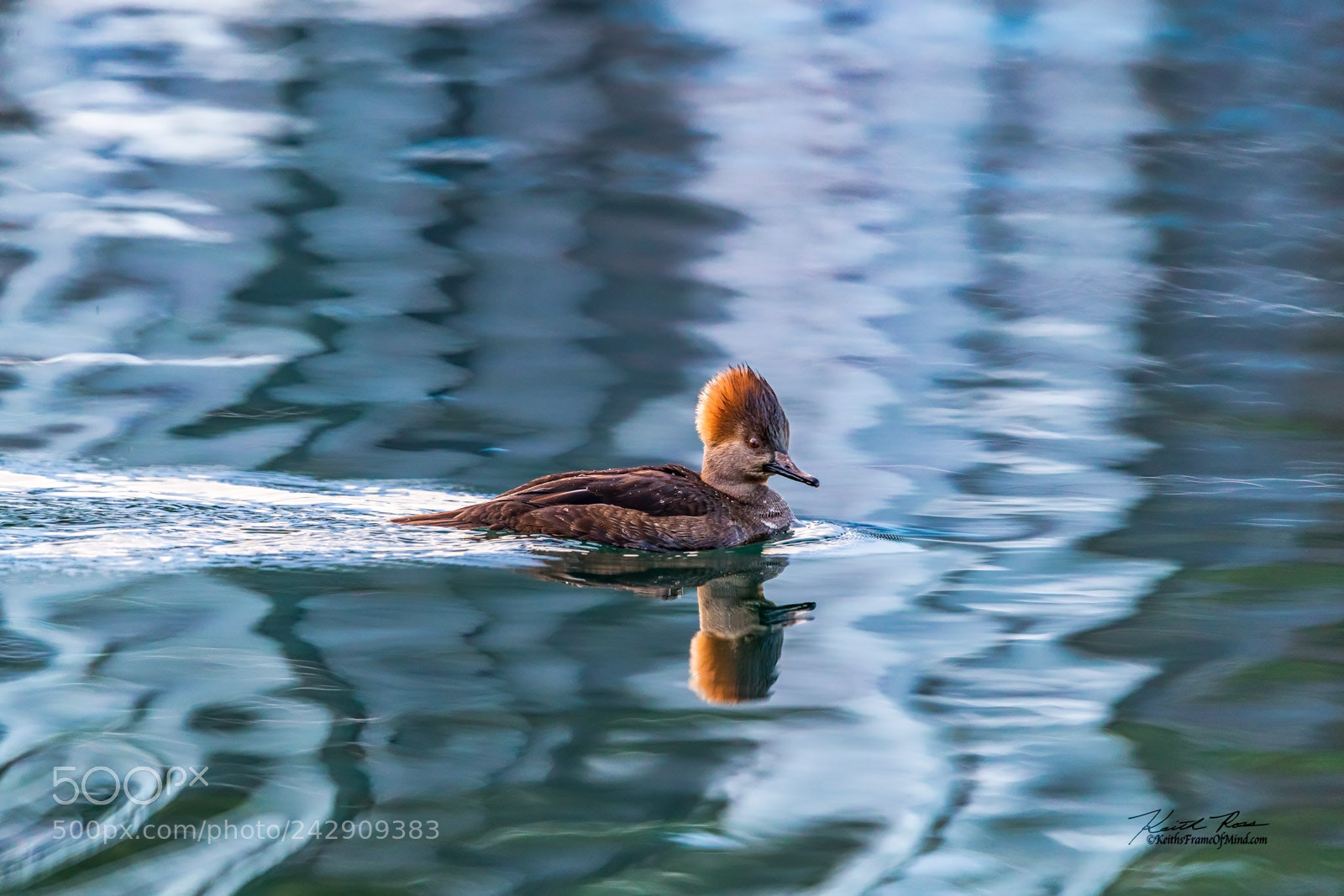 Canon EOS-1D X Mark II sample photo. Hooded merganser female photography