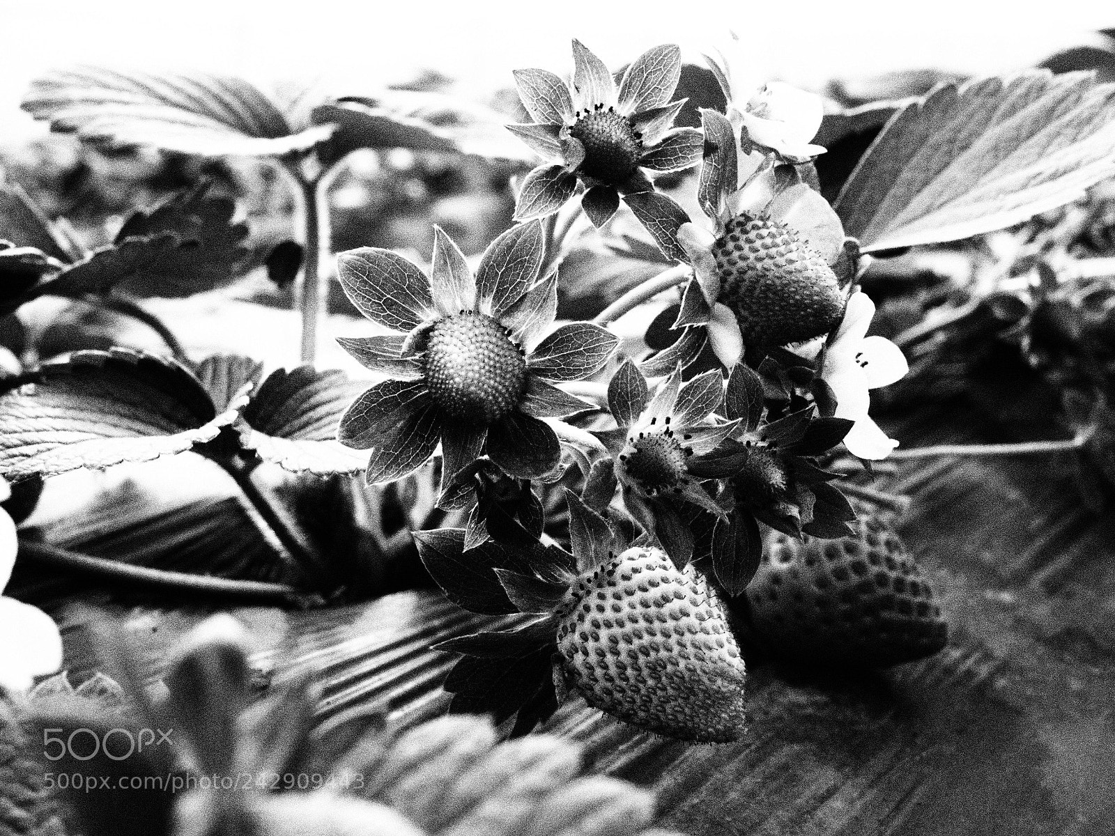 Olympus PEN E-P5 sample photo. Untitled photography