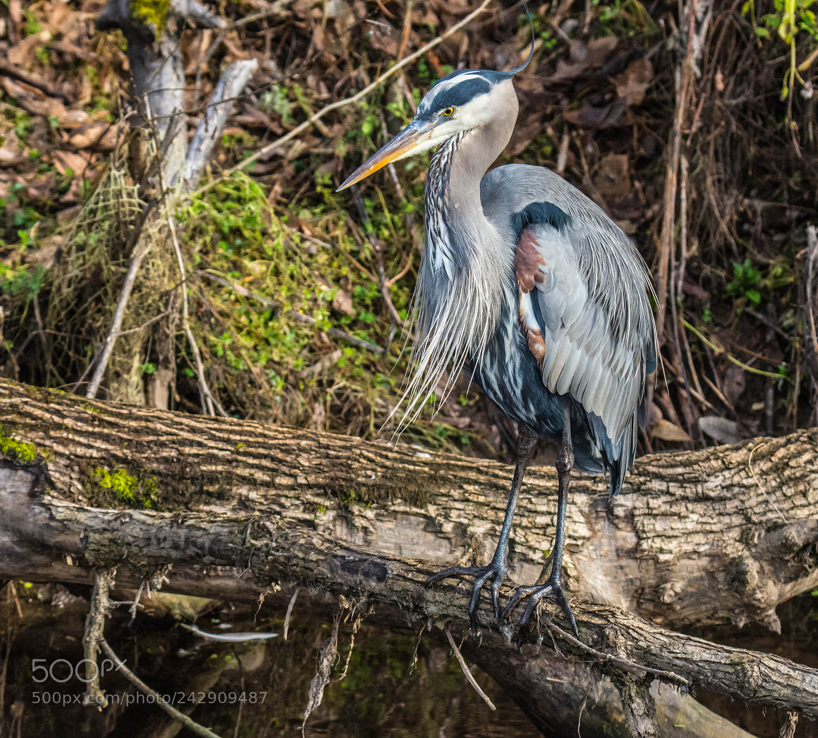 Nikon D7200 sample photo. Blue heron beauty photography