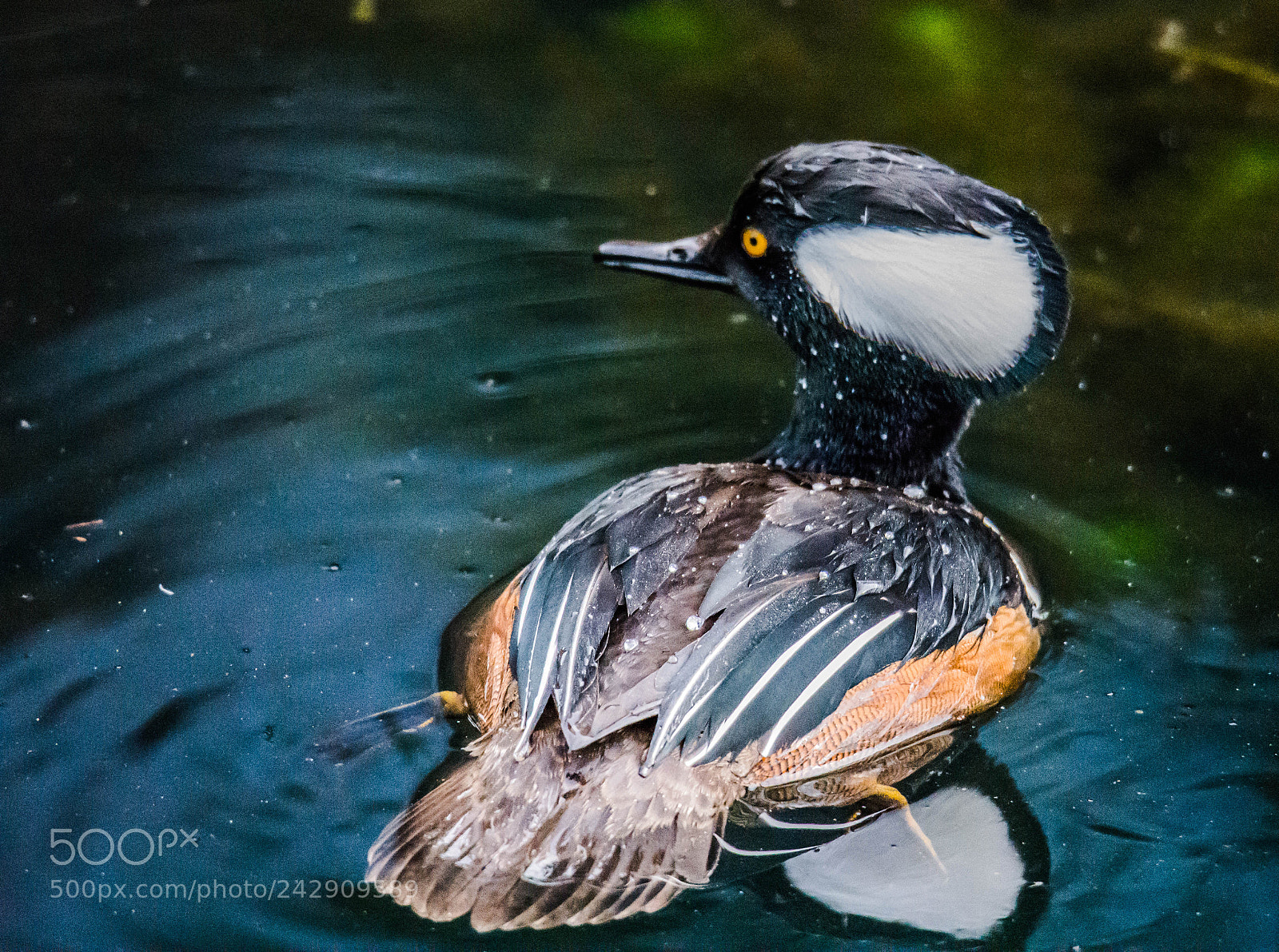 Nikon D7200 sample photo. Hooded merganser photography