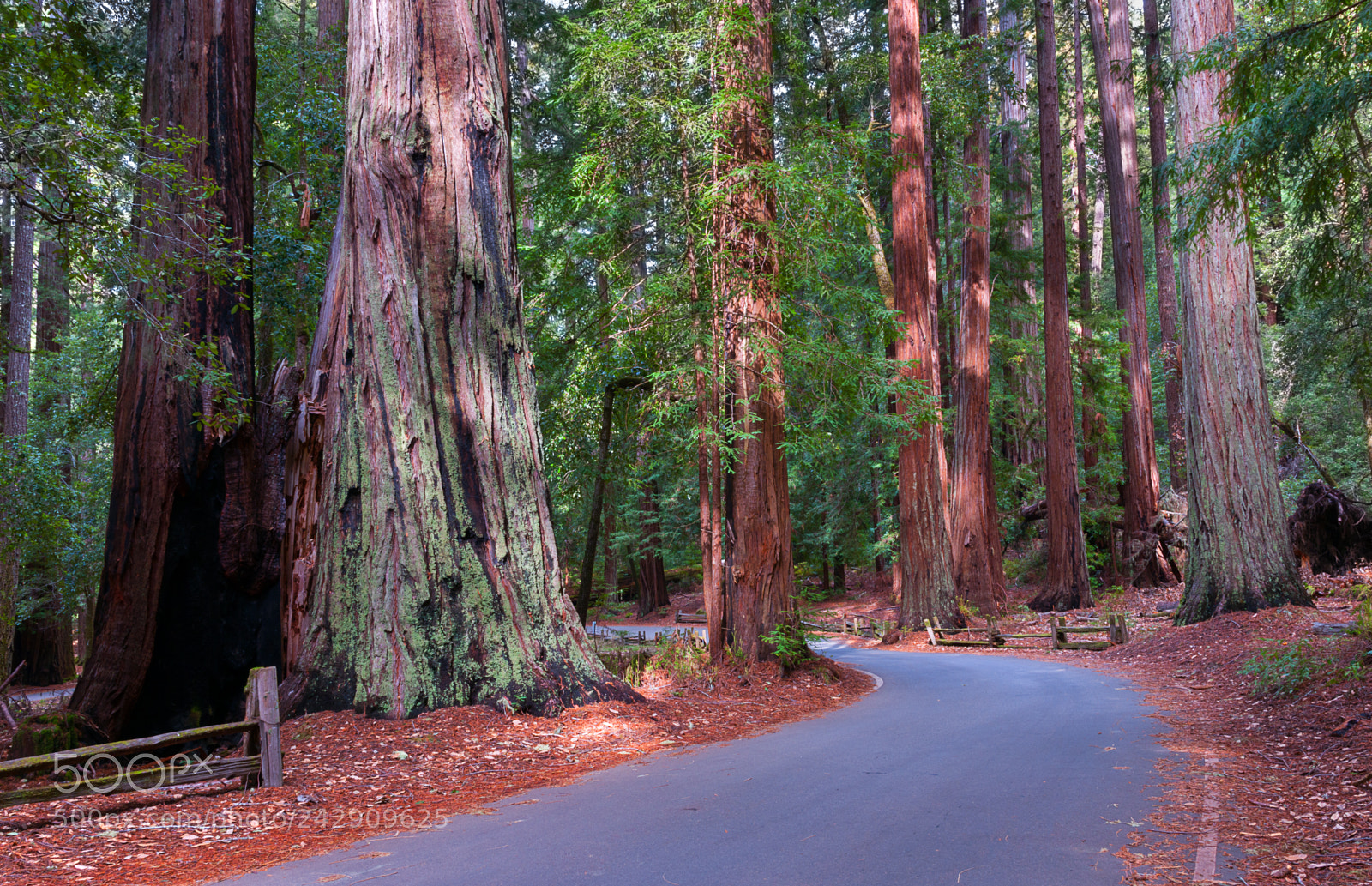Nikon D3X sample photo. Big basin redwood grove photography