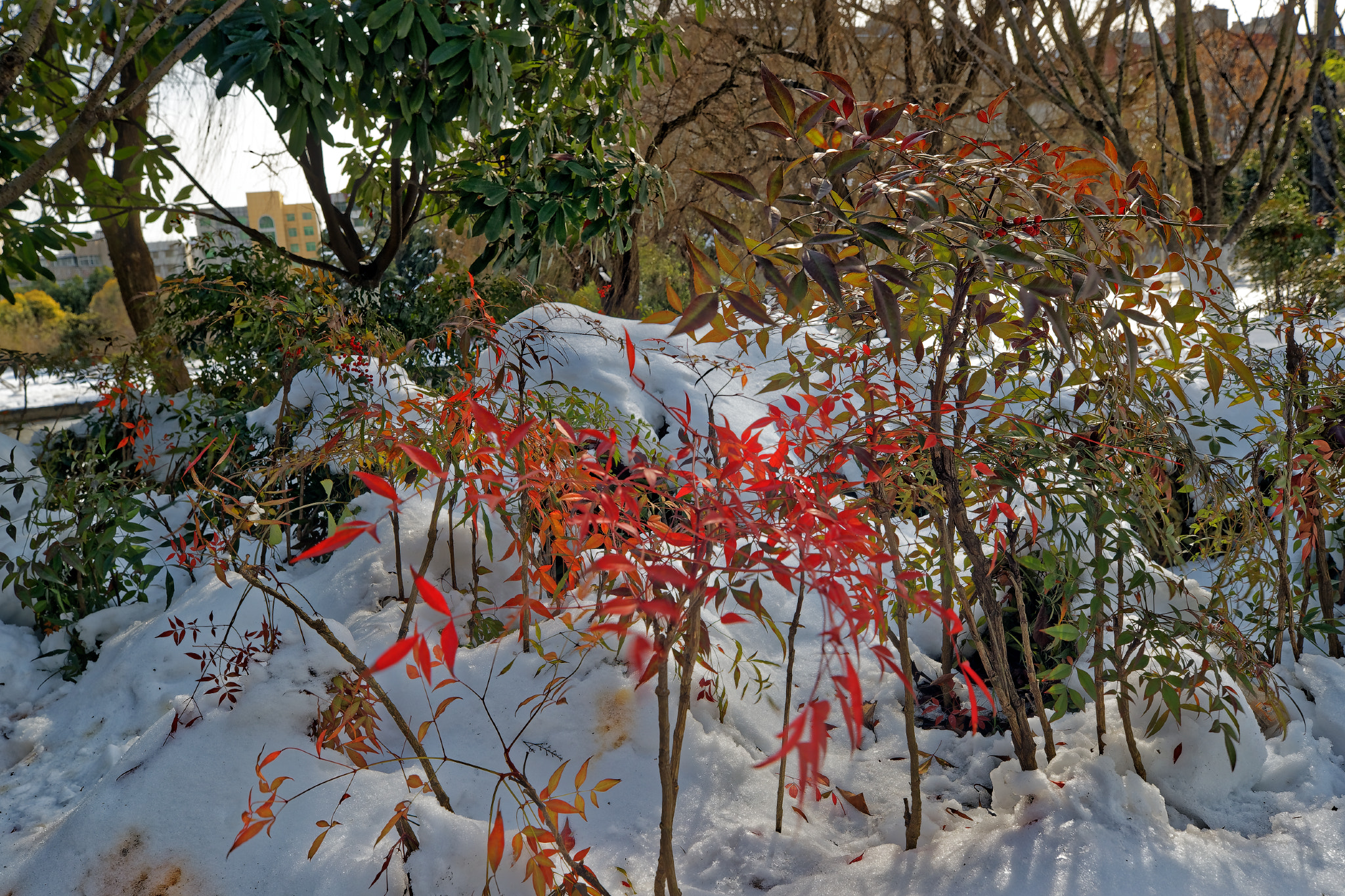 Canon EF 16-35mm F2.8L III USM sample photo. Ni photography