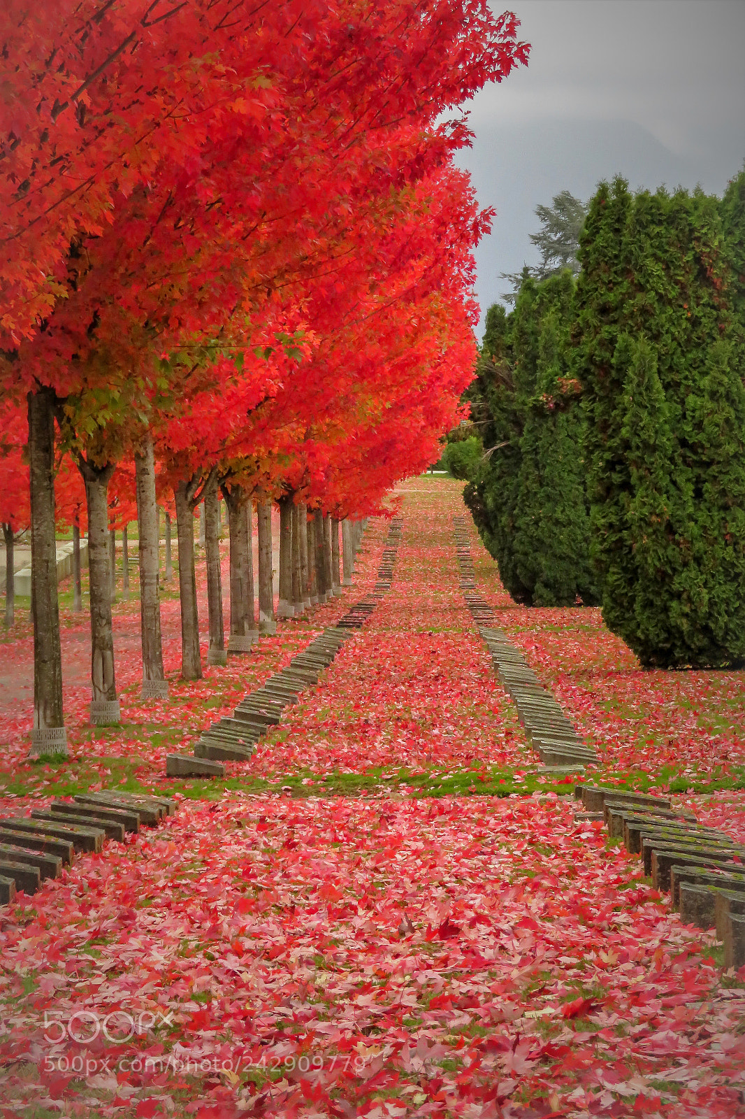 Canon PowerShot SX730 HS sample photo. Vancouver fall photography