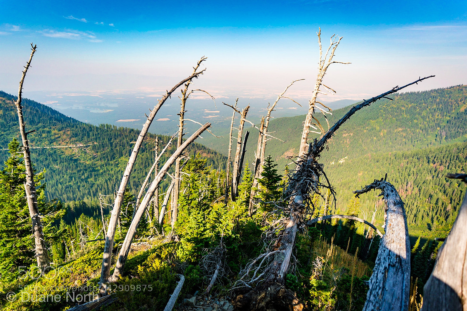 Sony a7R II sample photo. Deadwood photography