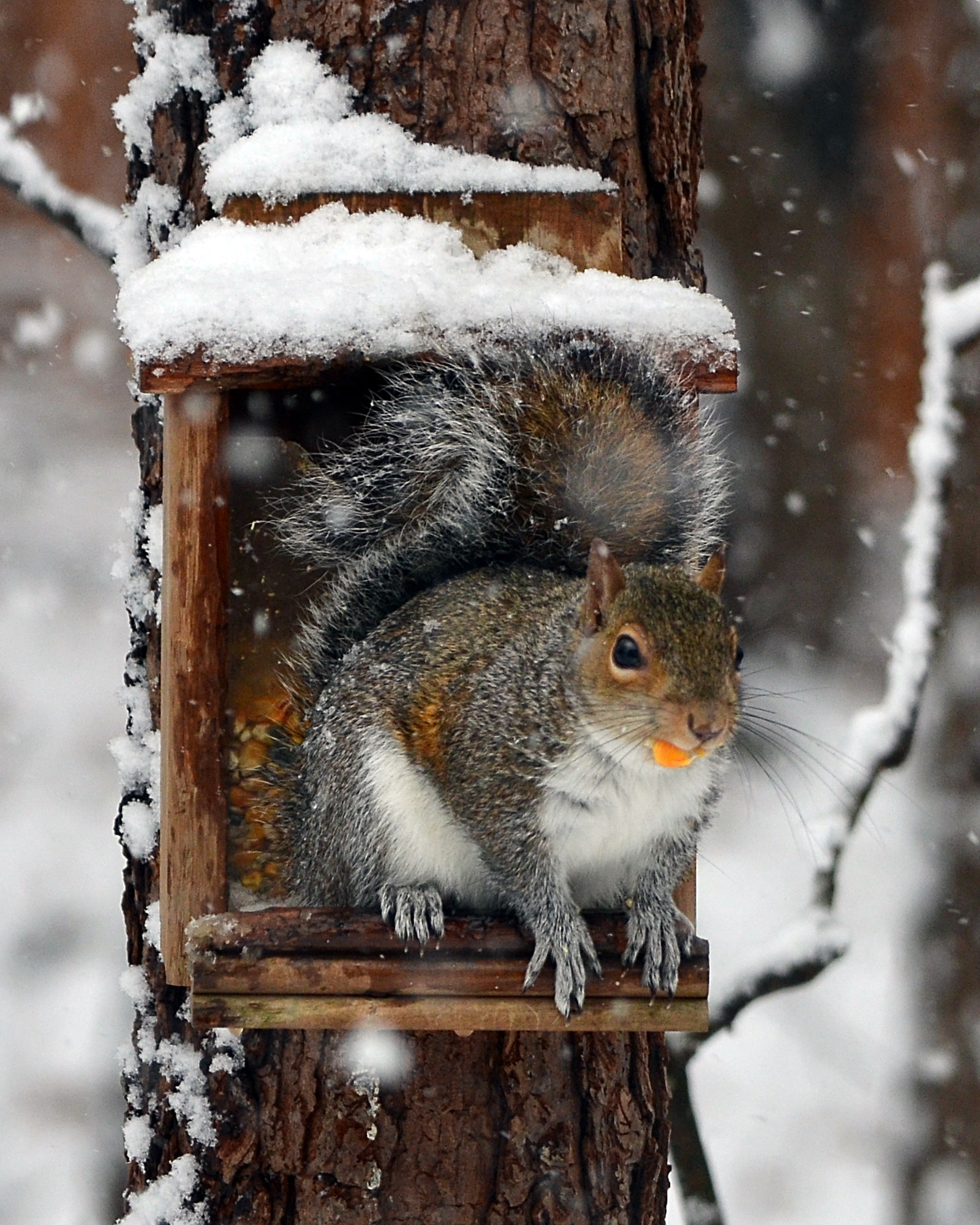 Nikon AF-S Nikkor 200-500mm F5.6E ED VR sample photo. Eastern grey squirrel photography