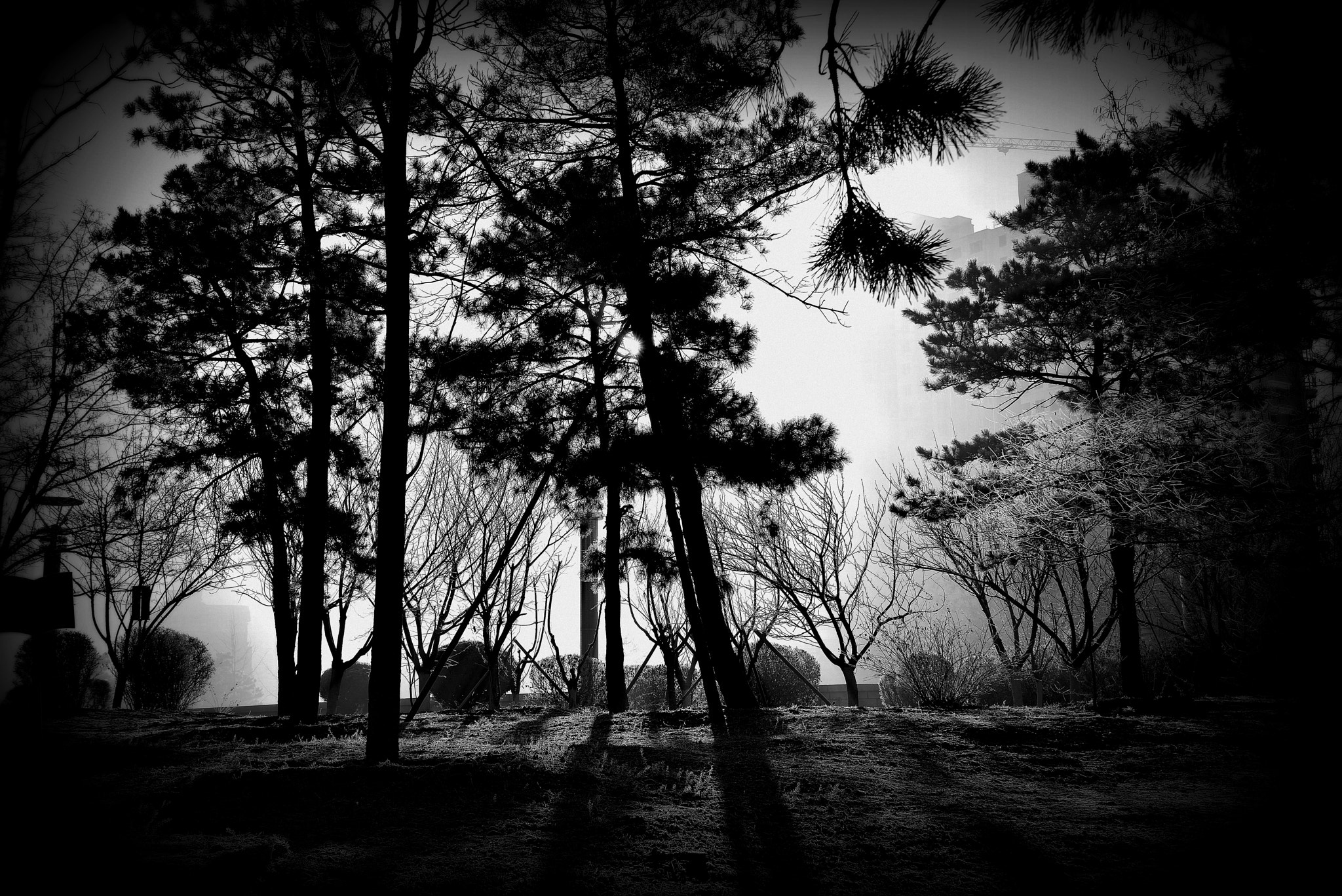 Nikon AF-S Nikkor 24-70mm F2.8G ED sample photo. Woods in the fog photography