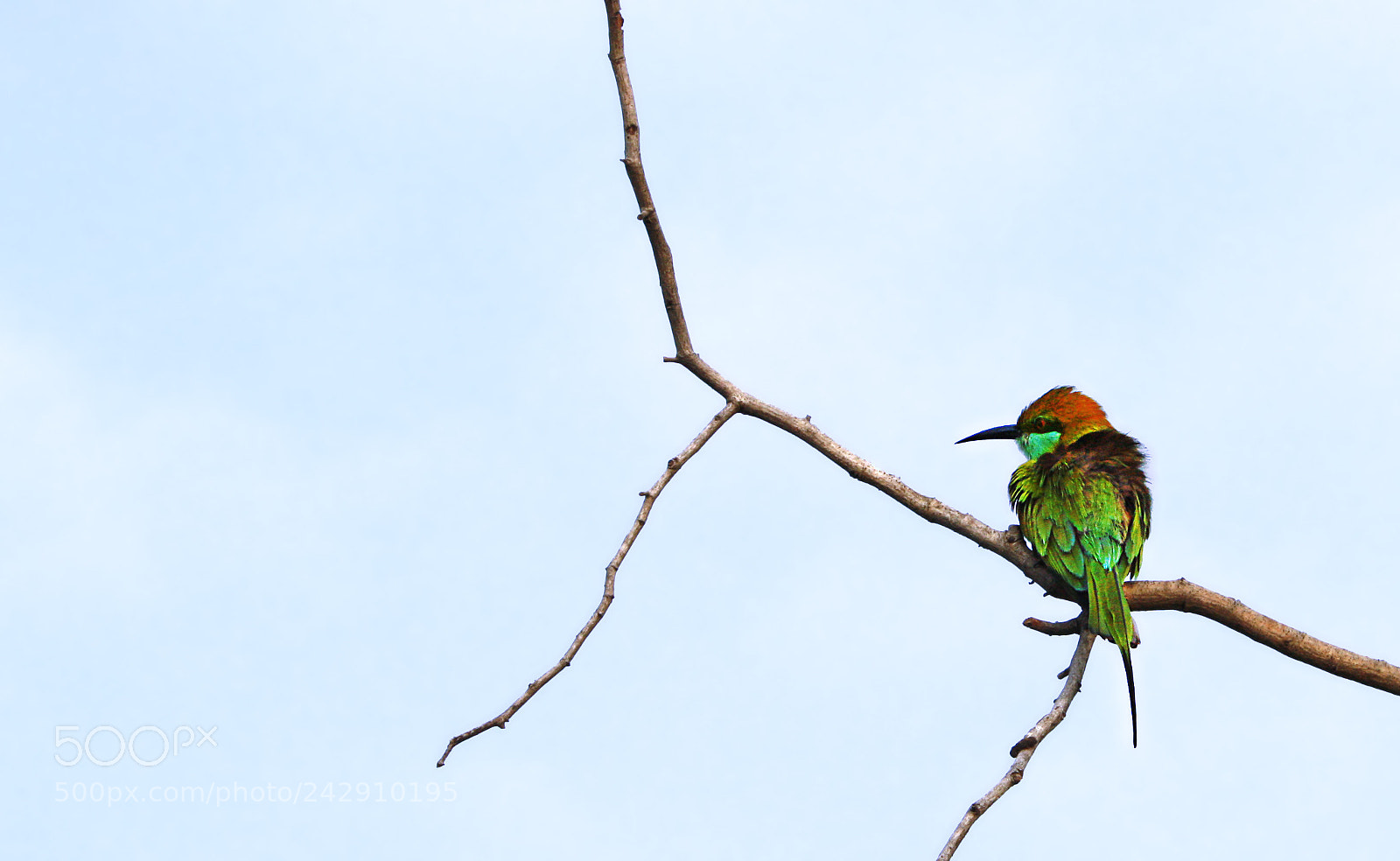 Canon EOS 450D (EOS Rebel XSi / EOS Kiss X2) sample photo. Blue-tailed bee-eater photography
