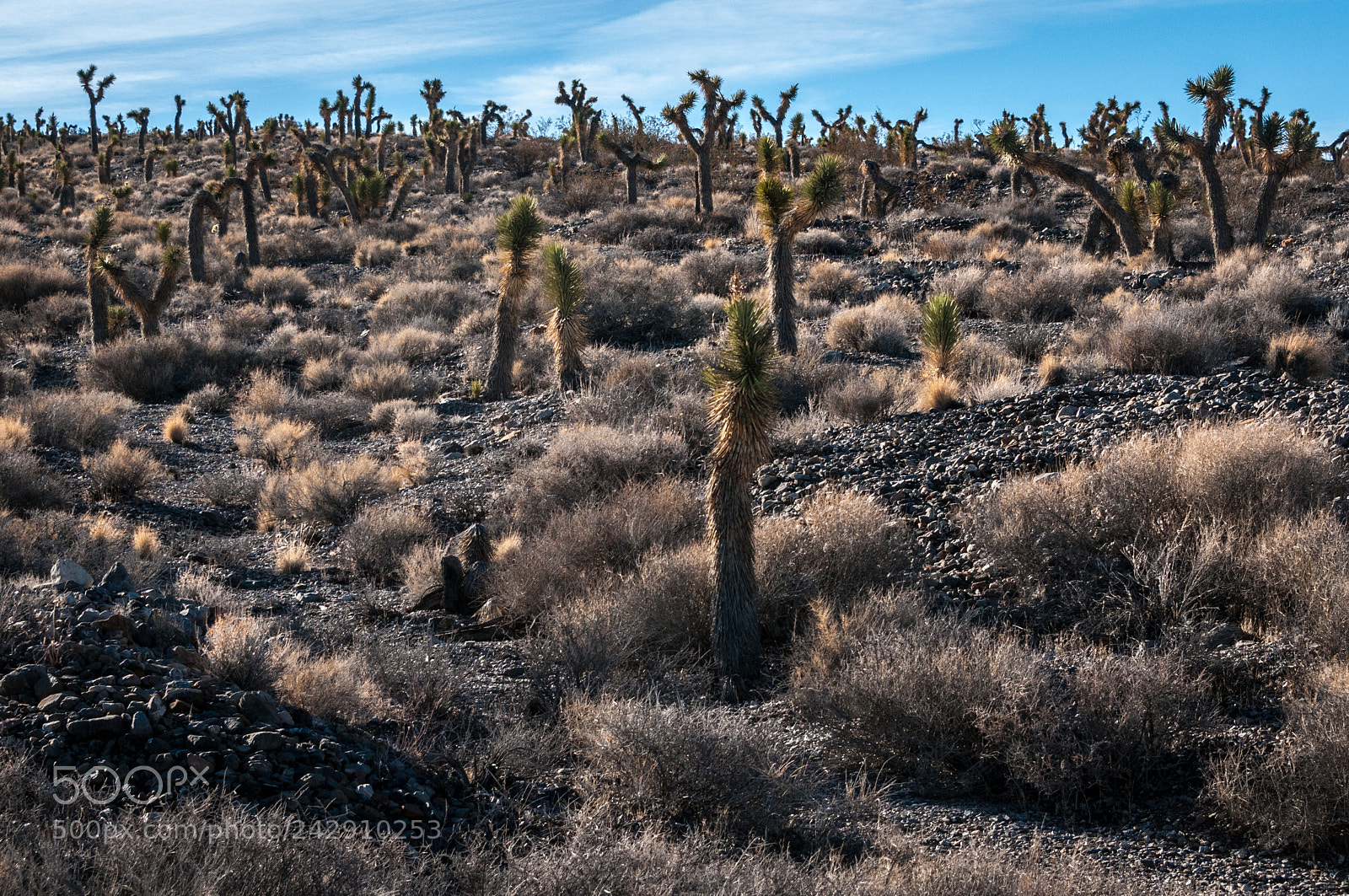 Nikon D300 sample photo. Joshua tree grove photography