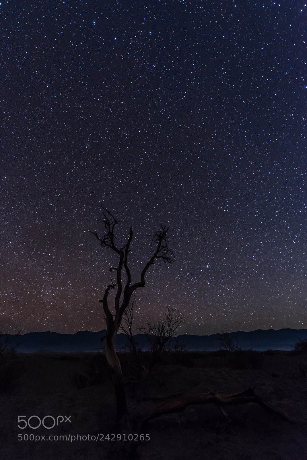 Nikon D800 sample photo. Mesquite night sky photography