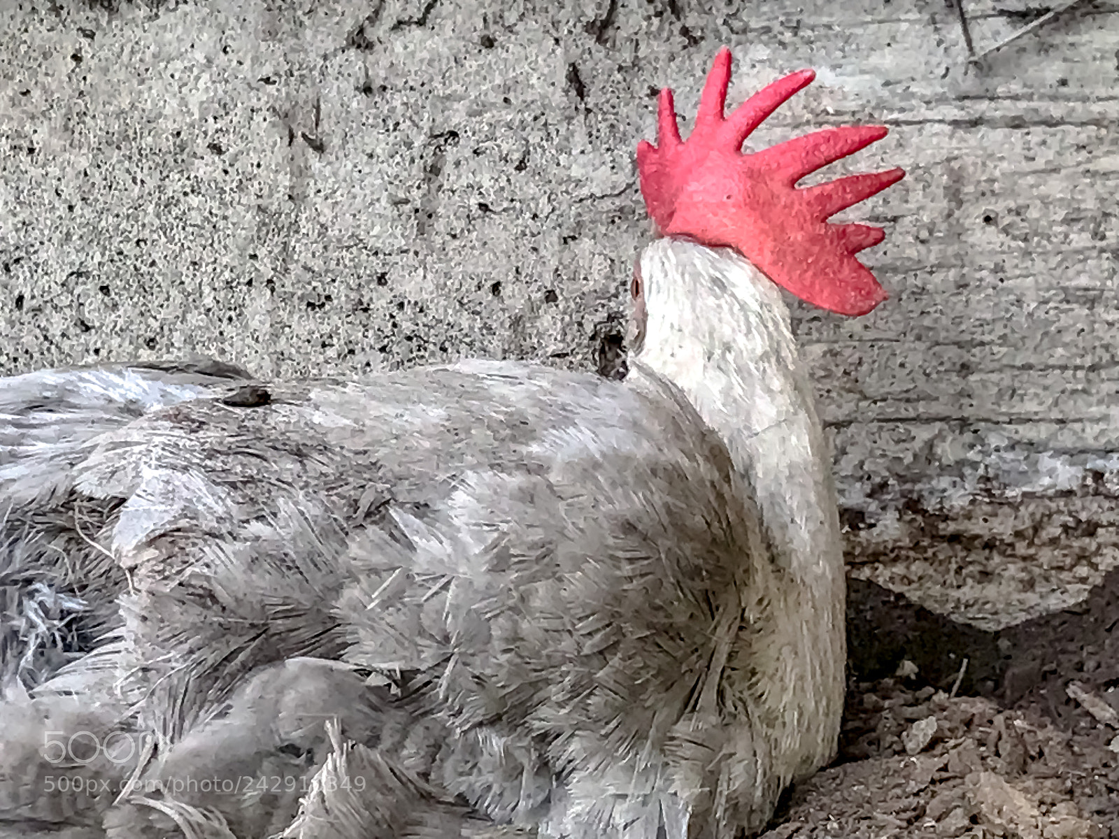 Apple iPhone 7 sample photo. Portrait of a chicken photography