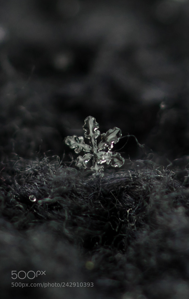 Sony a7 sample photo. New england macro snowflakes photography