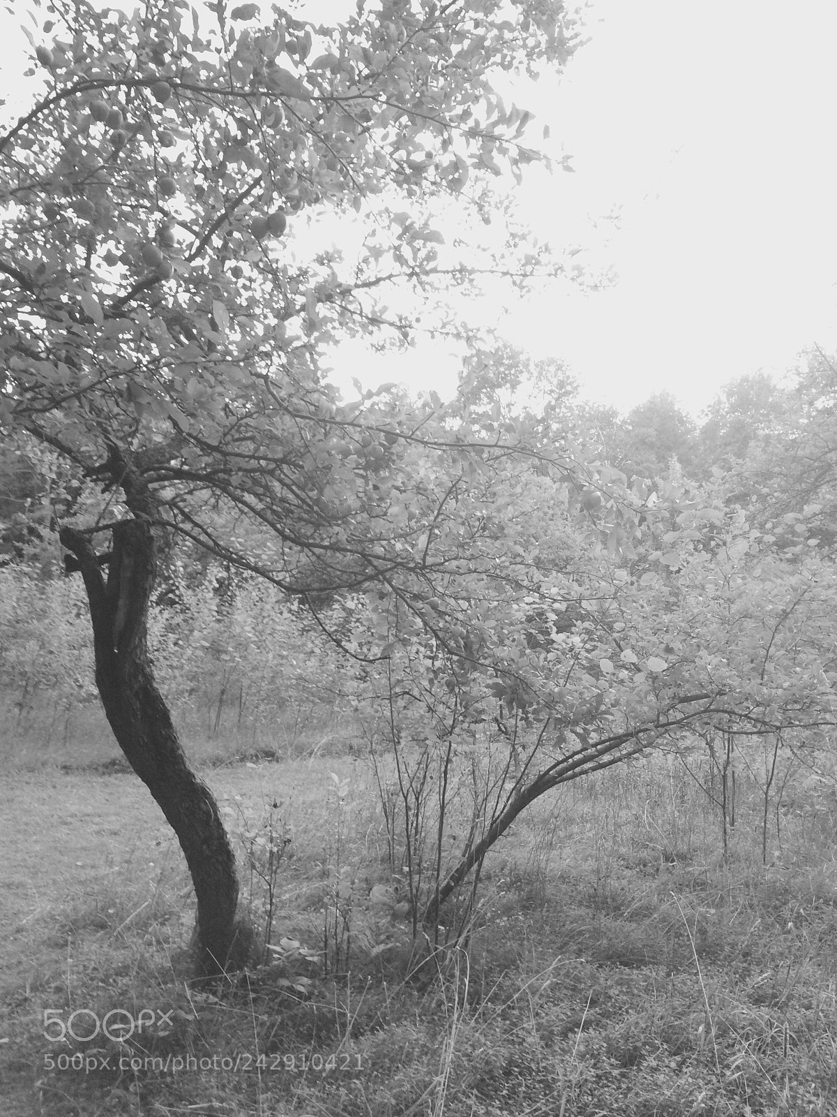 Apple iPhone 5s sample photo. Untitled photography