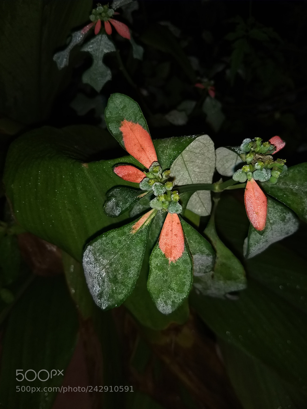 Motorola Moto G (5) Plus sample photo. Morning shoot photography