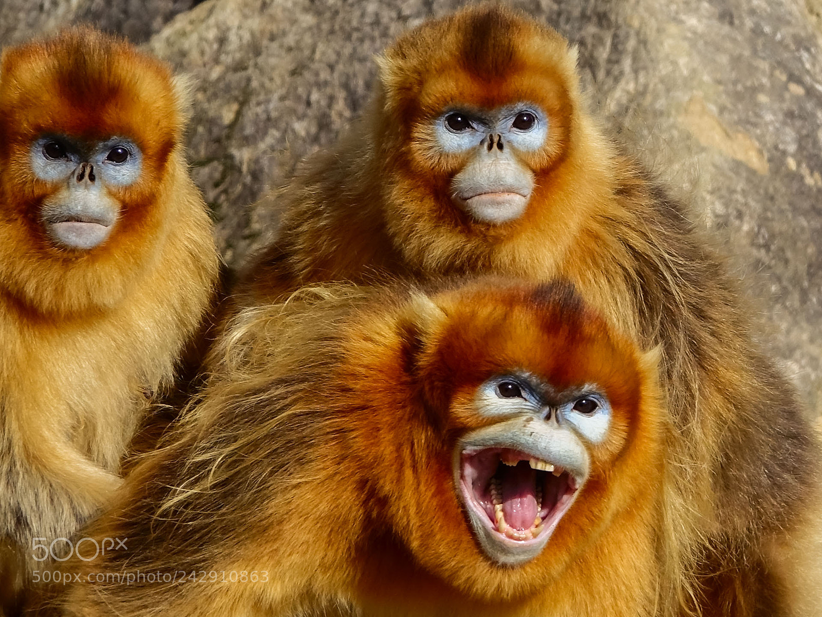 Sony Cyber-shot DSC-RX10 III sample photo. The old monkey king photography