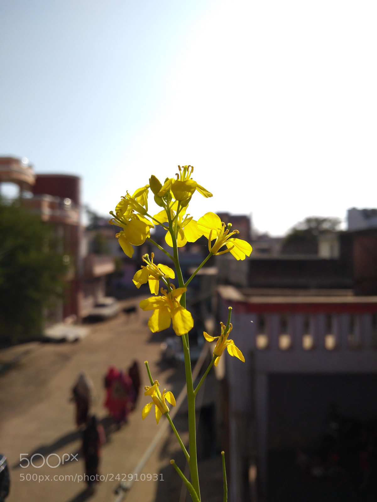 Motorola Moto G (5S) Plus sample photo. Untitled photography