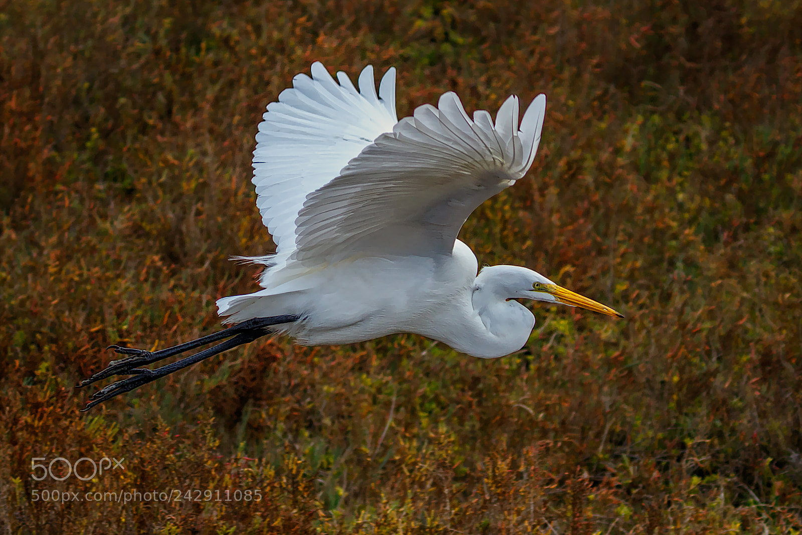 Canon EOS 7D Mark II sample photo. Low flight over the photography