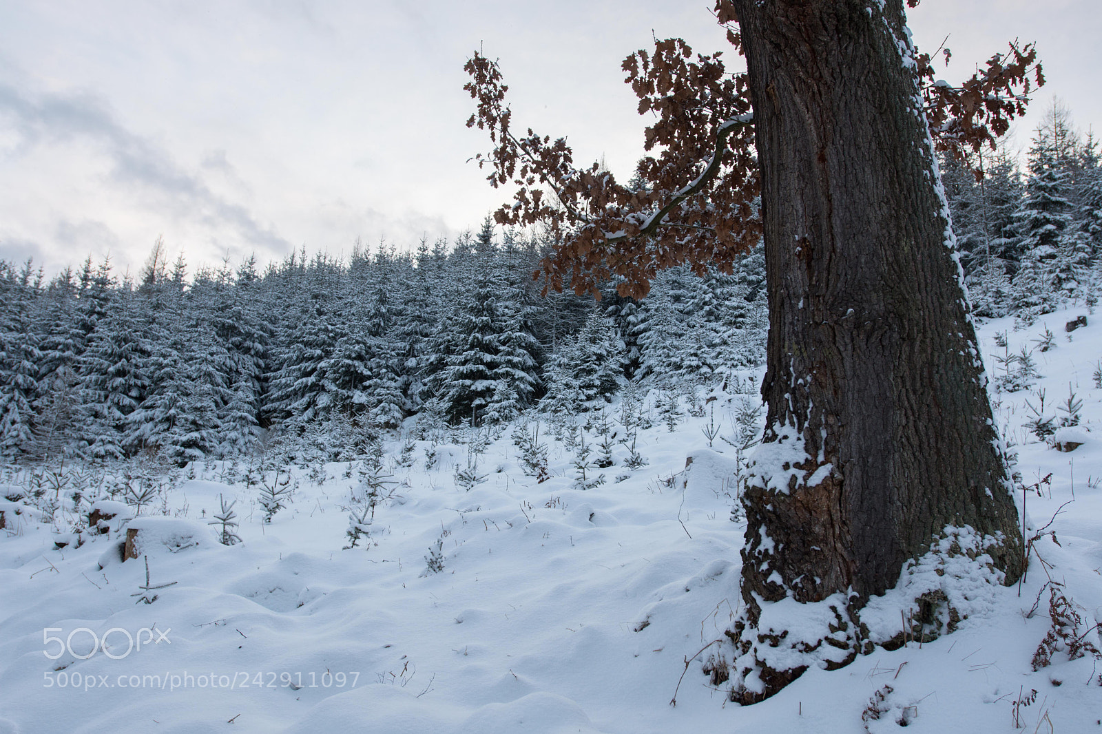 Nikon D7200 sample photo. Winter photography