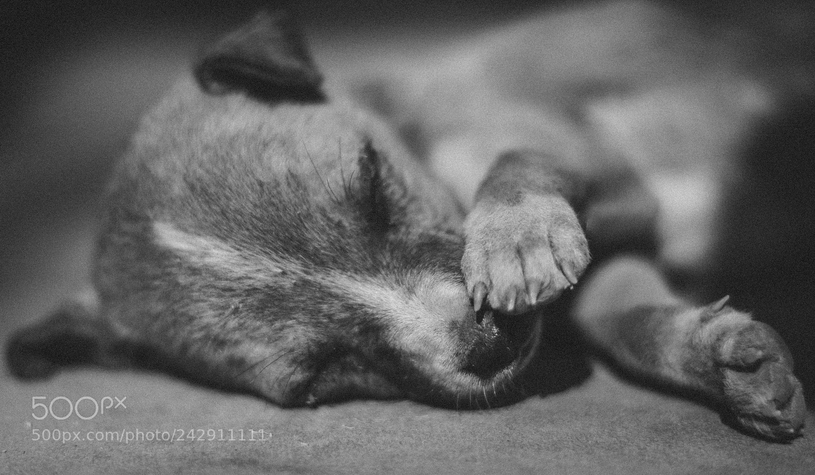 Nikon D7100 sample photo. Indian street dog photography