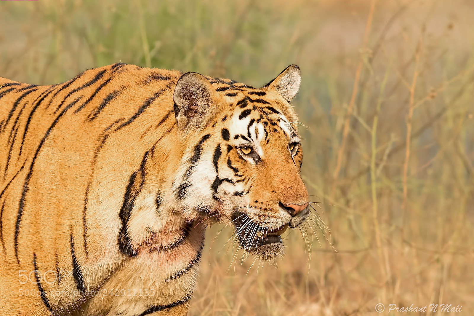 Canon EOS 7D Mark II sample photo. Royaltiger photography