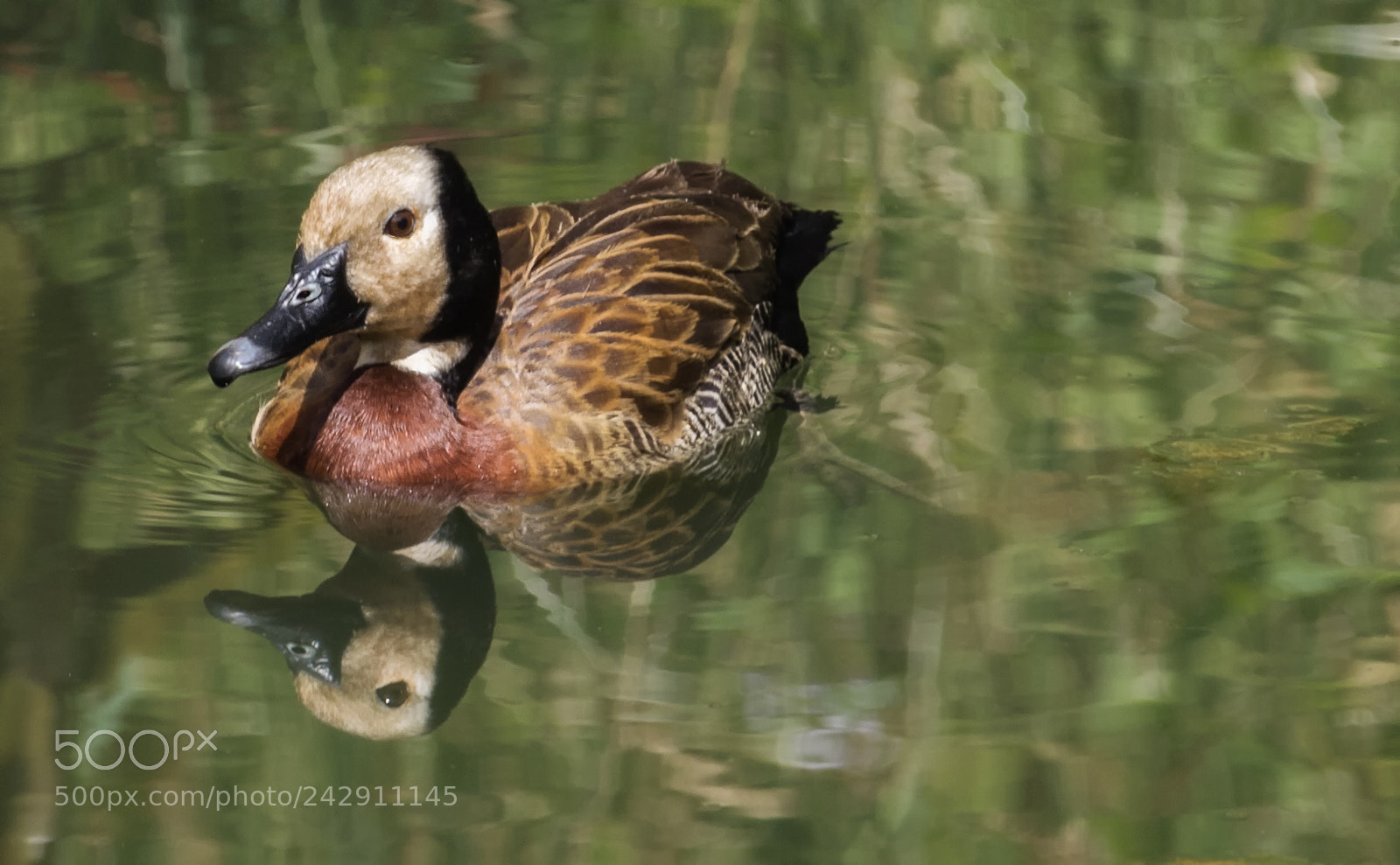 Canon EOS 750D (EOS Rebel T6i / EOS Kiss X8i) sample photo. Duck reflection photography