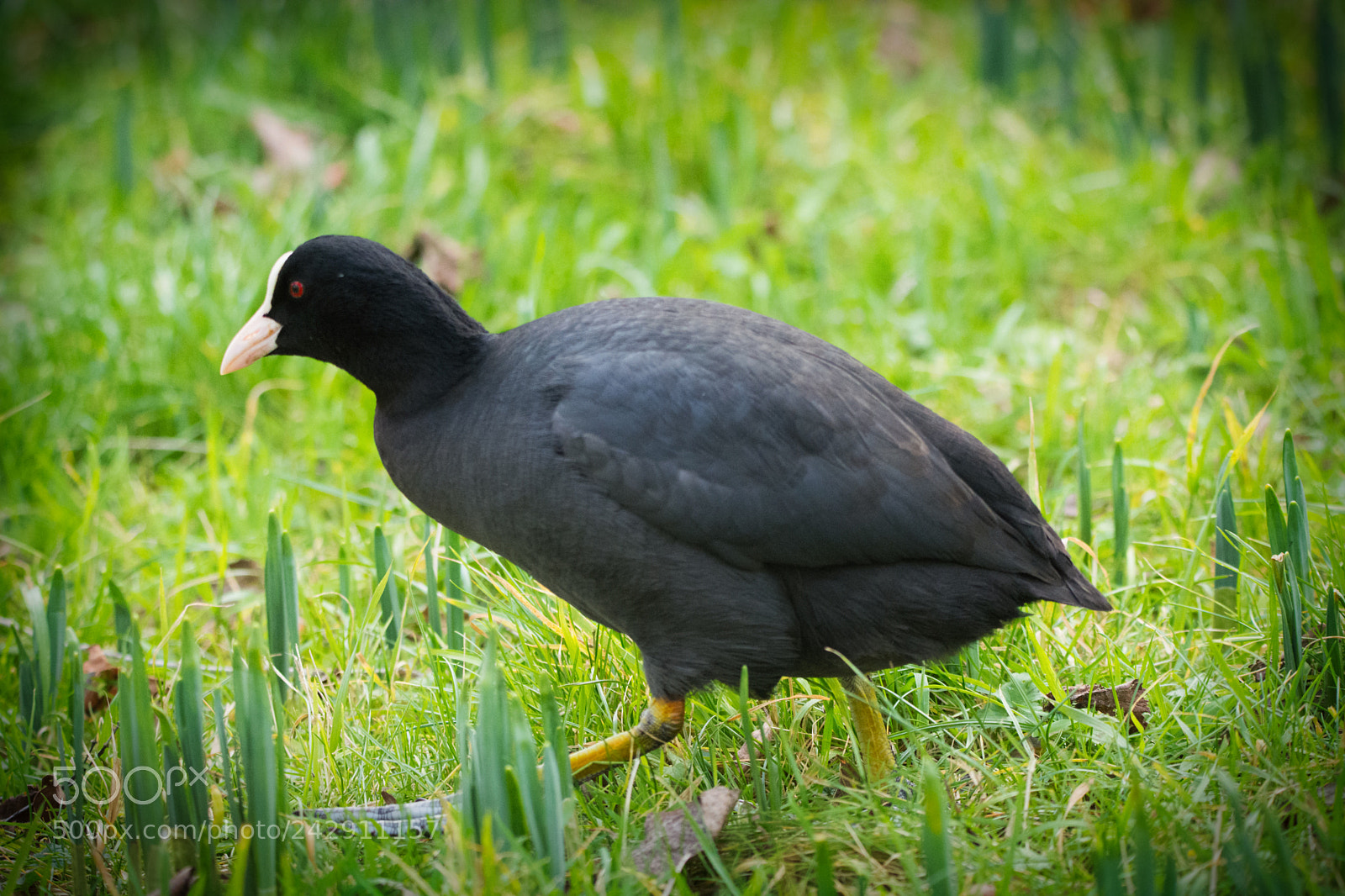 Nikon D7100 sample photo. Tiptoeing through the grass photography